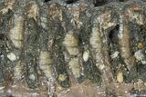 Partial Southern Mammoth Molar - Hungary #111854-2